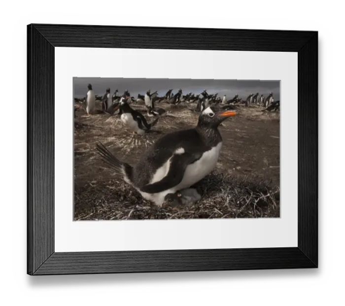 Framed Print : Gentoo Penguin Framed Print : Gentoo Penguin
