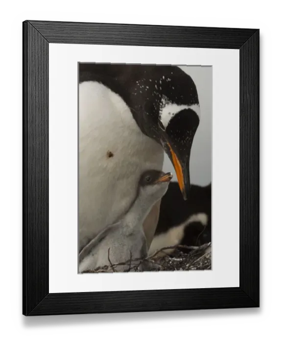 Framed Print : Gentoo Penguin Framed Print : Gentoo Penguin