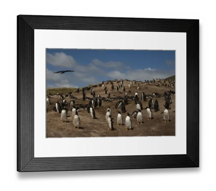 Framed Print : Gentoo Penguin (Pygoscelis papua) colony on West Falkland, Falkland Islands Framed Print : Gentoo Penguin (Pygoscelis papua) colony on West Falkland, Falkland Islands