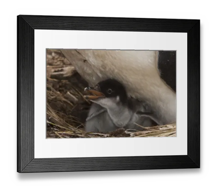 Framed Print : Gentoo Penguin