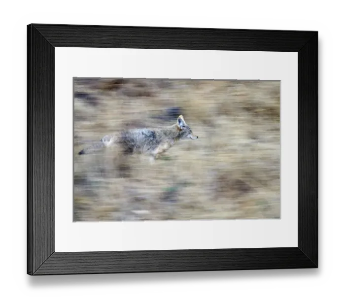 Framed Print : A coyote runs through Framed Print : A coyote runs through