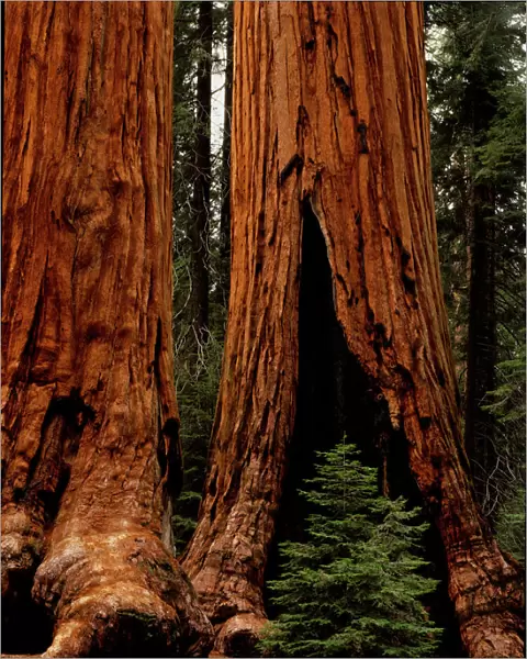 Redwood Trees, Sequoia National Park