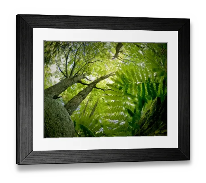 Framed Print : Forest scene in Acadia National Park, Maine Framed Print : Forest scene in Acadia National Park, Maine