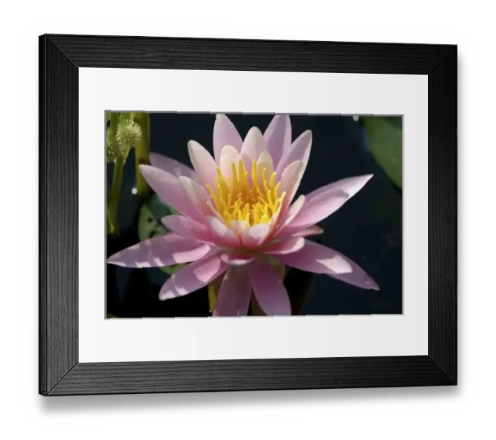 Framed Print : USA, Massachusetts, Great Barrington, lily pad flower