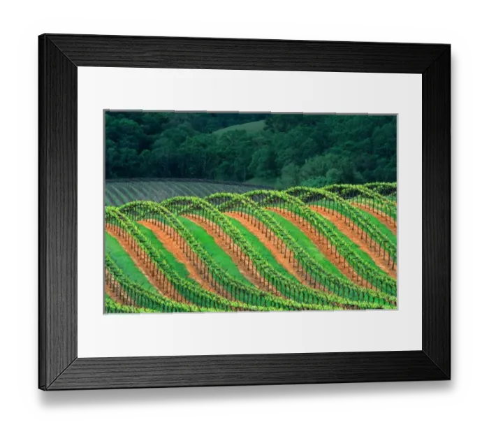 Framed Print : USA, California, Mendocino County, a trellised vineyard on a hillside in the Alexander