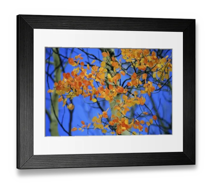 Framed Print : USA, Colorado. Aspen leaves that have taken on an unusual orange color in the fall