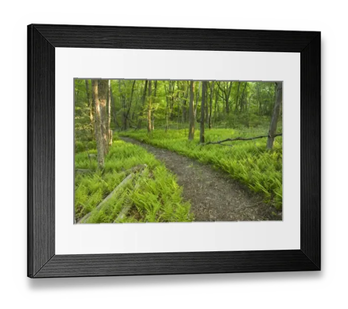 Framed Print : Ferns and a trail in Grafton, Massachusetts. Hassanamesitt Woods. Worceseter County Framed Print : Ferns and a trail in Grafton, Massachusetts. Hassanamesitt Woods. Worceseter County