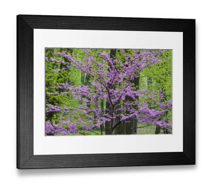 Framed Print : USA, North America, Ohio Framed Print : USA, North America, Ohio
