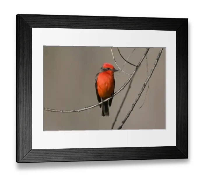 Framed Print : USA - California - San Diego County - Vermilion Flycatcher sitting on branch Framed Print : USA - California - San Diego County - Vermilion Flycatcher sitting on branch