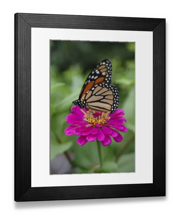 Framed Print : U. S. A. Massachusetts, Boylston, Tower Hill Botanic Garden, Monarch butterfly on Zinnia Framed Print : U. S. A. Massachusetts, Boylston, Tower Hill Botanic Garden, Monarch butterfly on Zinnia