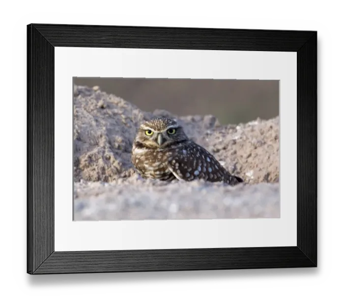 Framed Print : USA - California - Imperial County - Salton Sea area - Burrowing Owl sitting at entrance Framed Print : USA - California - Imperial County - Salton Sea area - Burrowing Owl sitting at entrance