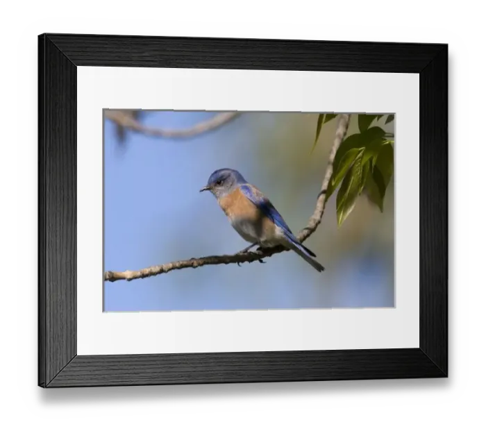 Framed Print : USA - California - San Diego County - male Western Bluebird Framed Print : USA - California - San Diego County - male Western Bluebird