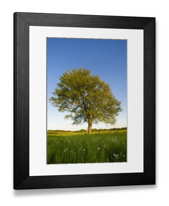 Framed Print : Lone maple tree in hay field at Raymond Farm, Ipswitch, Massachusetts, USA Framed Print : Lone maple tree in hay field at Raymond Farm, Ipswitch, Massachusetts, USA