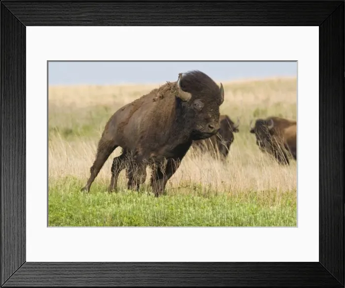 Framed Print : Fiesty young bison Framed Print : Fiesty young bison