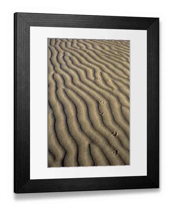 Framed Print : Coyote tracks in Framed Print : Coyote tracks in