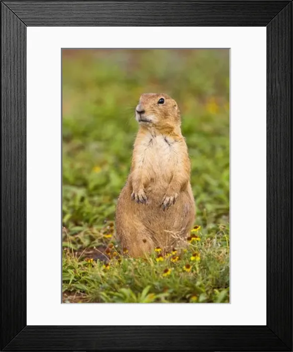 Framed Print : Black-tailed Prairie Framed Print : Black-tailed Prairie