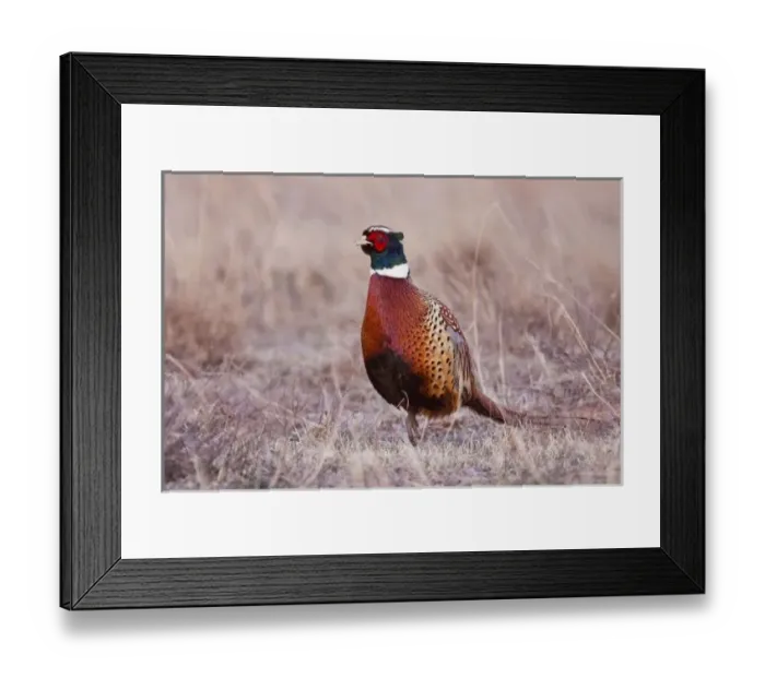 Framed Print : Ring-necked Pheasant (Phasianus colchicus) male in grassland, western Oklahoma, USA