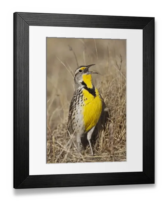 Framed Print : Western Meadowlark