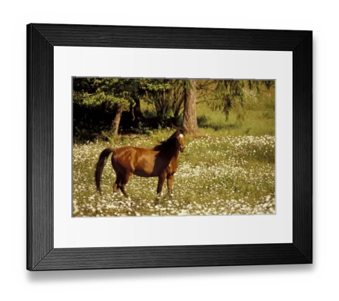 Framed Print : USA, Oregon. Horse Framed Print : USA, Oregon. Horse