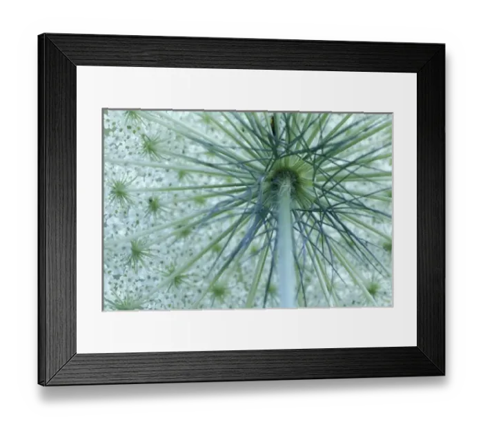 Framed Print : USA, Michigan. Queen-Annes Lace viewed from below (Daucus carota) Framed Print : USA, Michigan. Queen-Annes Lace viewed from below (Daucus carota)