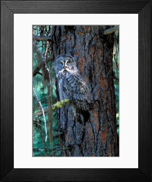 Framed Print : North America; USA; Oregon; La Grande, Great Grey Owl