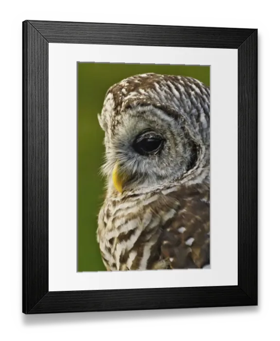 Framed Print : USA, North America, Michigan