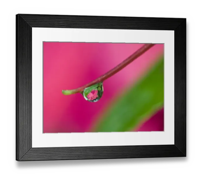 Framed Print : USA, Oregon, Shore Acres Gardens, Water droplet on New Guinea impatiens, reflecting flower in drop