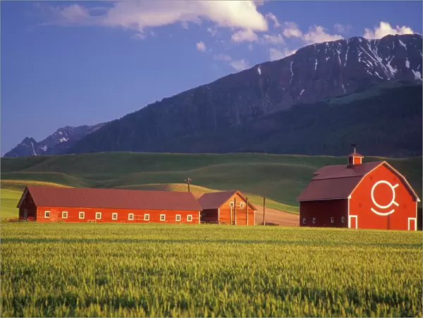 Wheat field in the Wallowa Valley, Just outside of Joseph, Wallowa County, OR, USA. NR