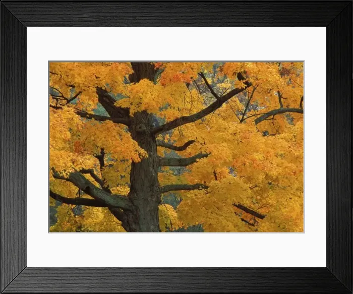 Framed Print : USA, Michigan, Close-up of sugar maple tree in autumn