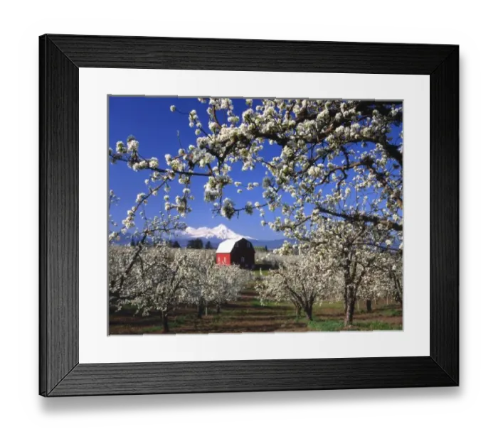 Framed Print : USA, Oregon, Hood River Valley, Pear orchard in bloom framing red barn and Mt. Hood Framed Print : USA, Oregon, Hood River Valley, Pear orchard in bloom framing red barn and Mt. Hood