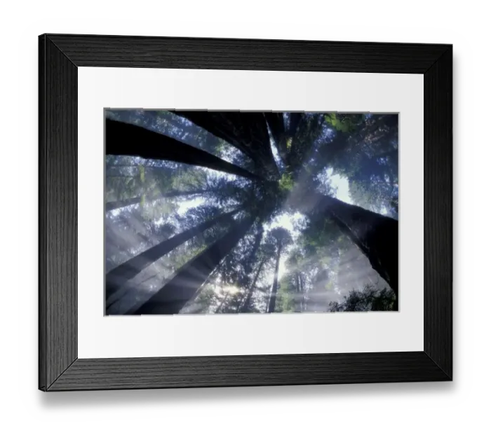 Framed Print : NA, USA, California, Del Norte Redwoods State Park, Looking up into fog and redwoods Framed Print : NA, USA, California, Del Norte Redwoods State Park, Looking up into fog and redwoods