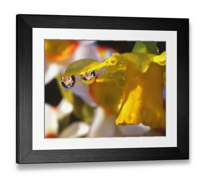 Framed Print : USA, Oregon, Multnomah County, Close-up of dewdrops clinging to petal of daffodil Framed Print : USA, Oregon, Multnomah County, Close-up of dewdrops clinging to petal of daffodil