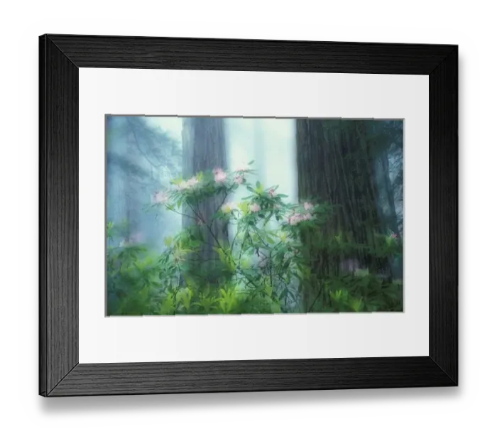 Framed Print : NA, USA, California, Del Norte Redwoods State Park, rhododendrons and redwoods Framed Print : NA, USA, California, Del Norte Redwoods State Park, rhododendrons and redwoods