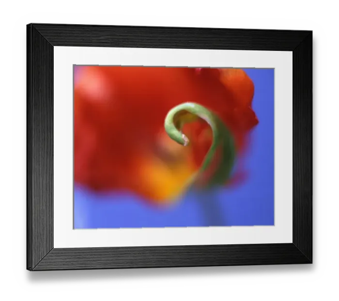 Framed Print : USA, Oregon, Multnomah County, Close-up of bract curl on tulip flower in garden. Credit as