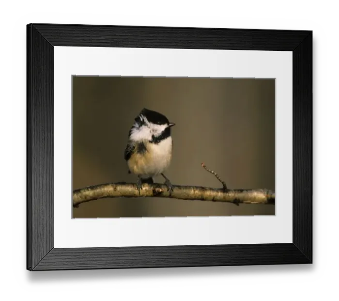 Framed Print : USA, North America, Michigan Framed Print : USA, North America, Michigan