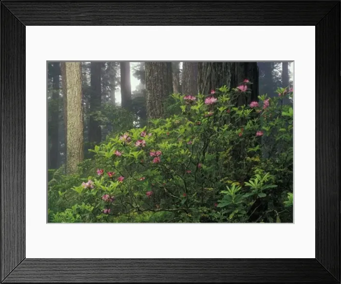 Framed Print : USA, California, Del Norte, Redwoods St. Park, Rhoddy and Redwoods Framed Print : USA, California, Del Norte, Redwoods St. Park, Rhoddy and Redwoods