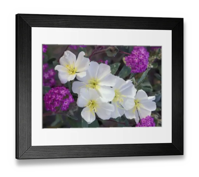 Framed Print : NA, USA, California, Anza Borrego Desert State Park, Evening primrose and sand verbena Framed Print : NA, USA, California, Anza Borrego Desert State Park, Evening primrose and sand verbena
