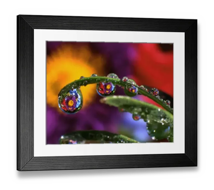 Framed Print : USA, Oregon, Close-up abstract of purple chrysanthemum reflecting in dew drops Framed Print : USA, Oregon, Close-up abstract of purple chrysanthemum reflecting in dew drops