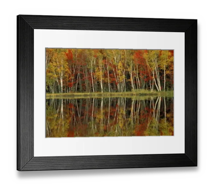 Framed Print : Fall Foliage and Birch Reflections; Hiawatha National Forest, Council Lake; Wetmore Framed Print : Fall Foliage and Birch Reflections; Hiawatha National Forest, Council Lake; Wetmore