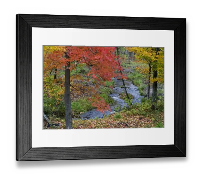 Framed Print : Coles Creek lined with autumn maple trees near Houghton in the UP of Michigan Framed Print : Coles Creek lined with autumn maple trees near Houghton in the UP of Michigan