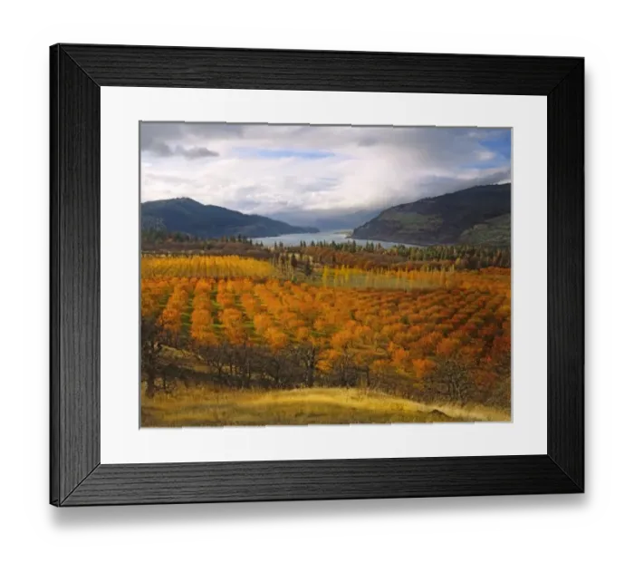Framed Print : USA, Oregon, Mosier. Cherry orchards display autumn color overlooking the Columbia Framed Print : USA, Oregon, Mosier. Cherry orchards display autumn color overlooking the Columbia