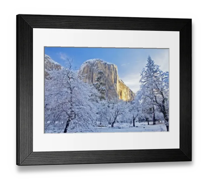 Framed Print : Sunrise light hits El Capitan through snowy trees in Yosemite National Park, California, USA Framed Print : Sunrise light hits El Capitan through snowy trees in Yosemite National Park, California, USA