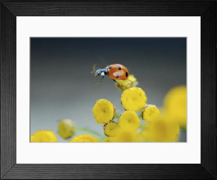Framed Print : USA, North America, Oregon Framed Print : USA, North America, Oregon