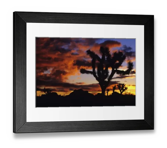 Framed Print : Spectacular Sunrise at Joshua Tree National Park in California Framed Print : Spectacular Sunrise at Joshua Tree National Park in California