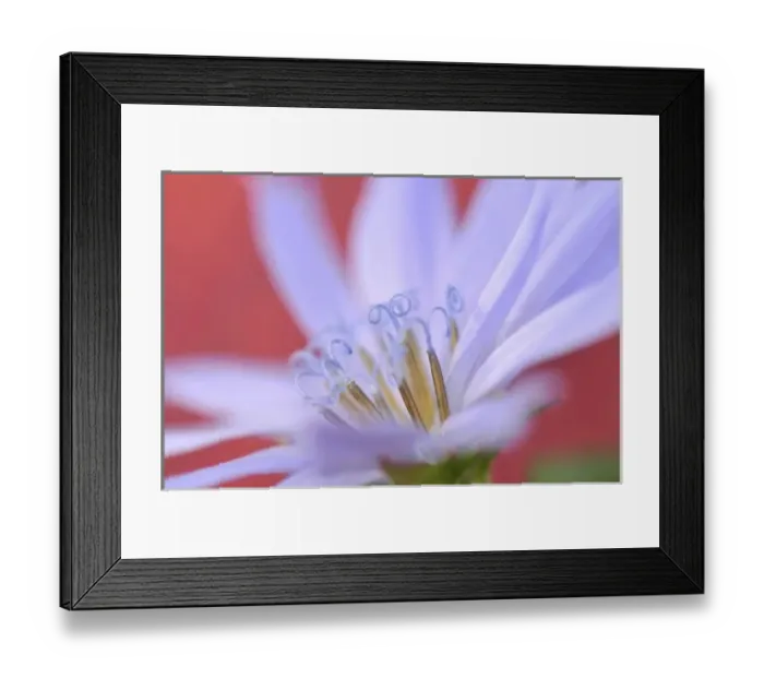 Framed Print : USA, Oregon, Portland. Close-up of wild chicory flower. Credit as: Steve Terrill Framed Print : USA, Oregon, Portland. Close-up of wild chicory flower. Credit as: Steve Terrill