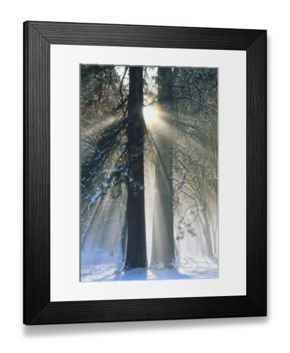 Framed Print : USA, California, Yosemite National Park, Sun rays streaming through snow covered trees Framed Print : USA, California, Yosemite National Park, Sun rays streaming through snow covered trees