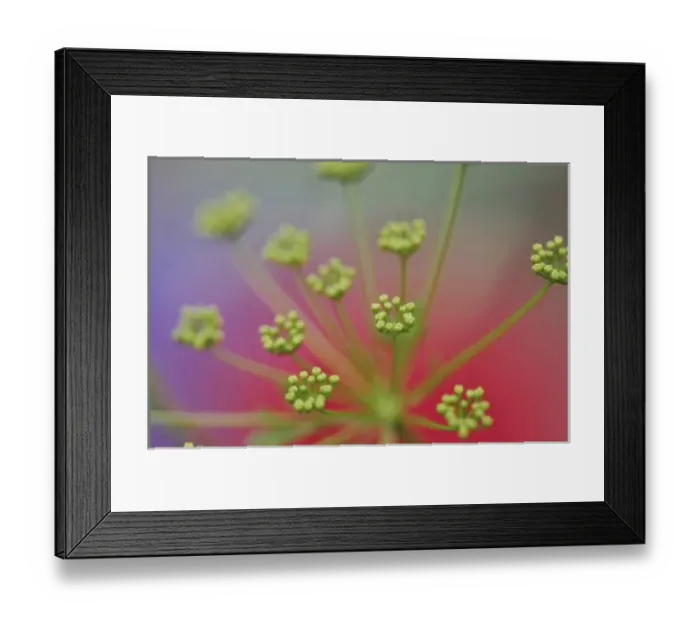 Framed Print : USA, Oregon, Portland. Close-up of Queen Annes lace wildflower. Credit as: Steve