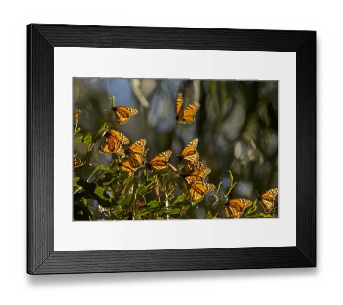 Framed Print : USA, North America, California