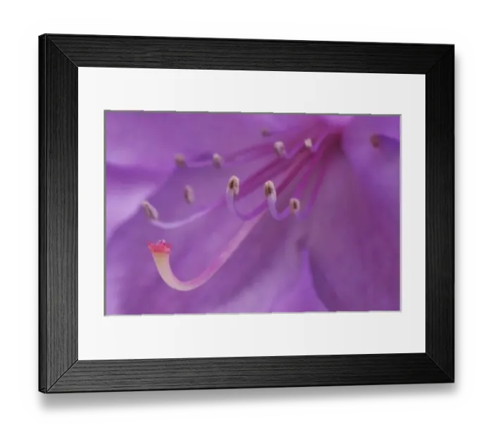 Framed Print : USA, Oregon, Portland. Close-up of a rhododendron flower in garden. Credit as: Steve
