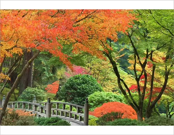 USA, Oregon, Portland. Wooden bridge and maple trees in autumn color at Portland Japanese Garden